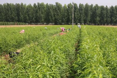 優質水蜜桃示范產業化開發基地落戶德勝農林 推動種植技術革新與產業鏈升級