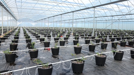 貴州麻江 智慧種植為藍莓產業插上科技“翅膀”