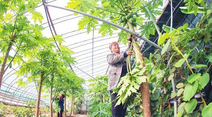 加大政策扶持力度 培育現代智慧農業產業園