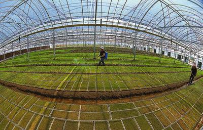 濱海縣大力推廣水稻工廠化育秧 種植技術開發助力農業現代化