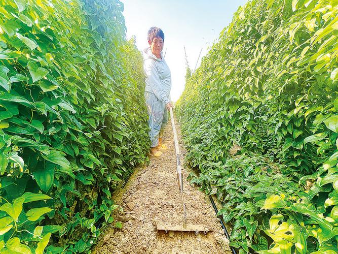 山藥種植成富民產業，國家濮陽經濟技術開發區技術開發獲媒體聚焦